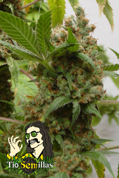 Bob Marley is the name of this plant, also called Bob or Marlies Collie it is the finest blend of Indica and Jamacian herbs that even Bob would have loved