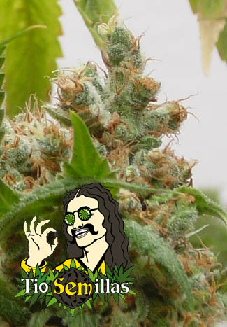 Bob Marley is the name of this plant, also called Bob or Marlies Collie it is the finest blend of Indica and Jamacian herbs that even Bob would have loved