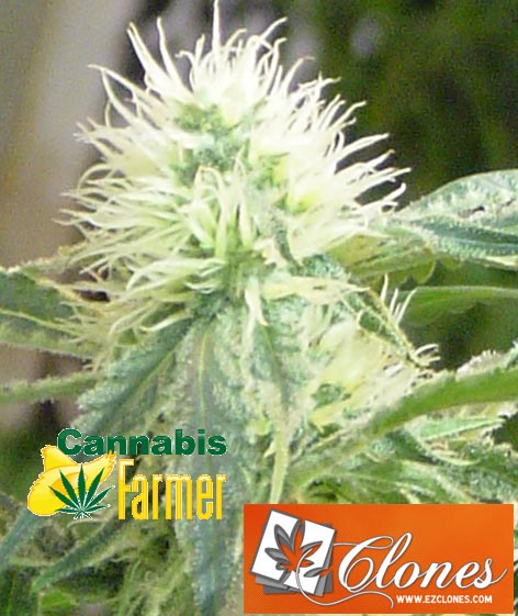 Pictured here is the Cannabis Farmer picture of EZClones Valencia Rose Number 1 at 2 weeks flowers