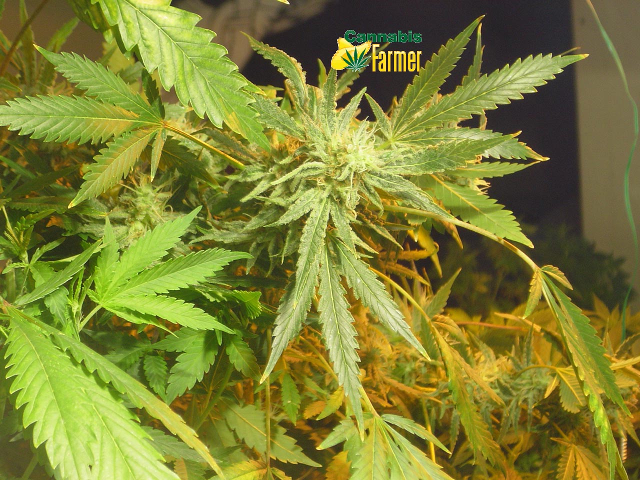 Pictured here is the Cannabis Farmer picture of EZClones Valencia Rose Number 1 at 5 weeks flowers