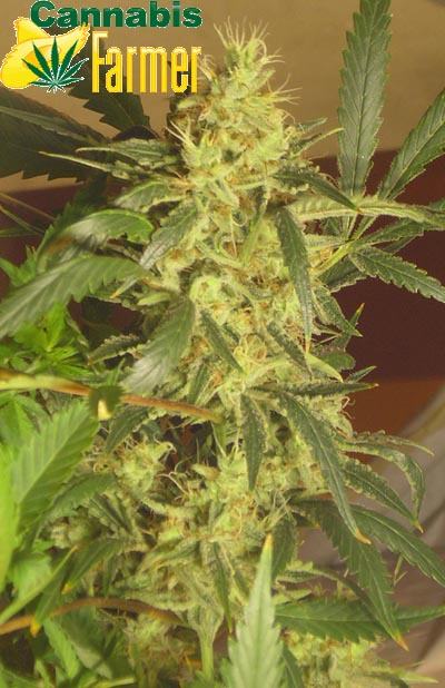 Pictured here is the Cannabis Farmer picture of EZClones Valencia Rose Number 1 at 5 weeks flowers