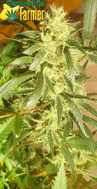 Pictured here is the Cannabis Farmer picture of EZClones Valencia Rose Number 2 at 5 weeks old