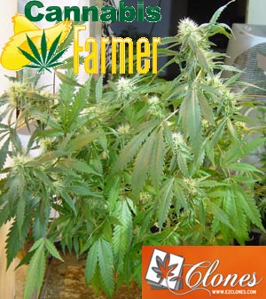 Pictured here is the Cannabis Farmer picture of EZClones Valencia Rose Number 1 at 3 weeks flowers