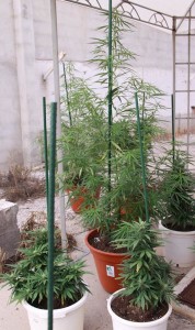 Sativa Indica Plants in Grow