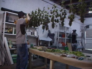 buds getting cut