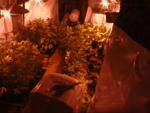 cannabis grow