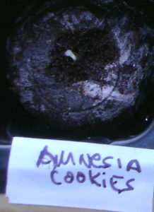 amnesia-cookies1