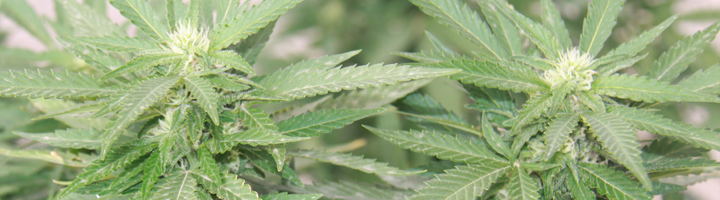 Cannabis Farmer Growing Pot