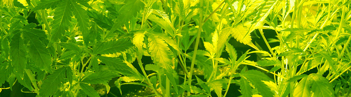 Growing Cannabis in Valencia, Spain