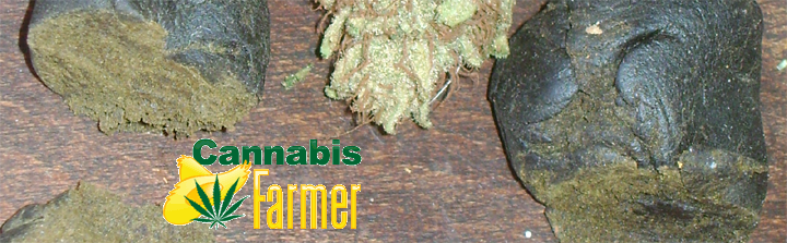 Life As A Cannabis Farmer