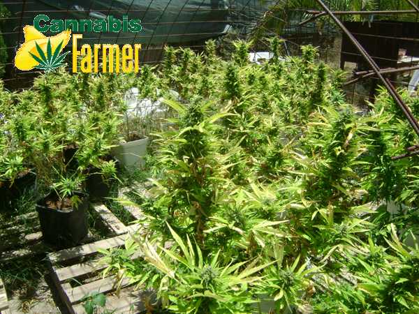 Cannabis Farmer It’s All About Seeds – Grow With Me