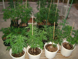 Cannabis Farmer Summer 2016 Varieties