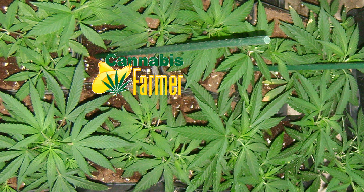 Summer cannabis grow 2016
