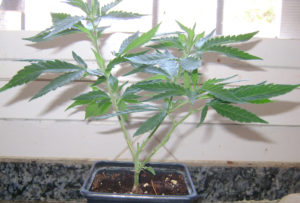 Cannabis Plant With Three Branches