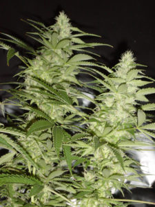 Cannabis Farmer AK47 Specimen