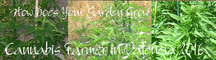 Marijuana and cannabis garden grow Valencia 2016