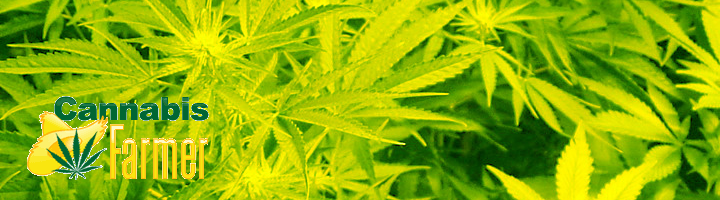 Cannabis Farmer valencia grow part iii