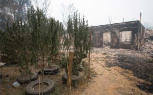 Devastated Cannabis Crops in California