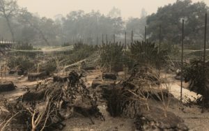 Cannabis Crops have burned to the ground and those still around are devastated by smoke.