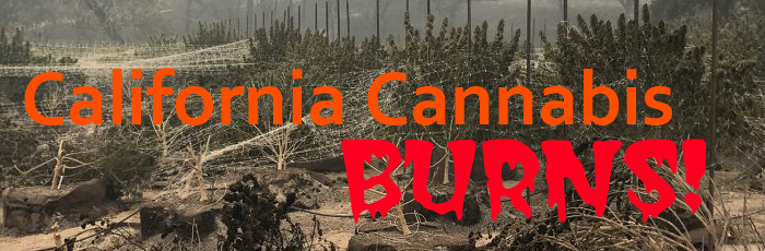 Wildfires Destroy California Cannabis Crops