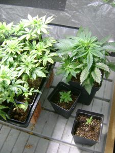 Clones and Seeds ready for 2017