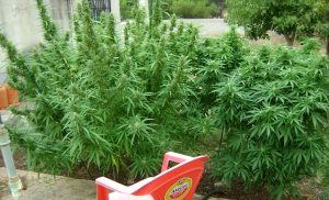 Growing Cannabis 2017