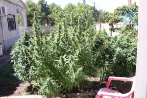 Cannabis Grow August 2017