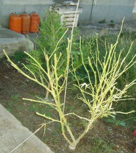 Picked Cannabis Skeleton