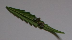 Moth eggs on Cannabis leaf