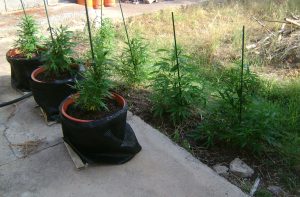 Early Cannabis plants 4 in ground 3 in pots
