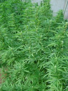 Cannabis Indica Plants Start To Flower
