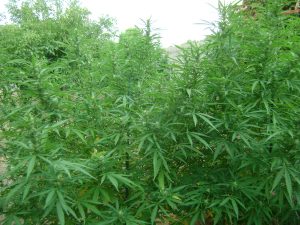 Cannabis Farmer Cannabis Jungle