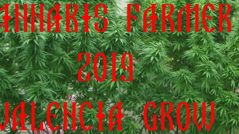 Cannabis Farming Valencia Grow 2019
