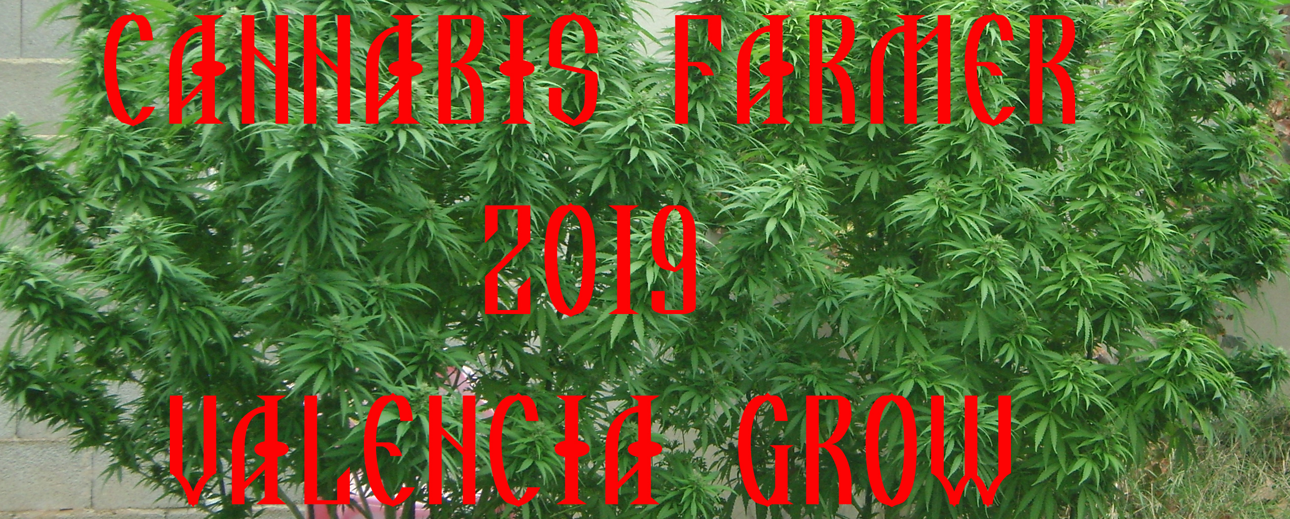 Cannabis Farmer Grow Trip Valencia 2019