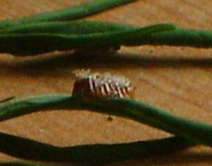 bug egg pack on cannabis leaf