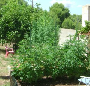 3 Meter Tall Cannabis Plant