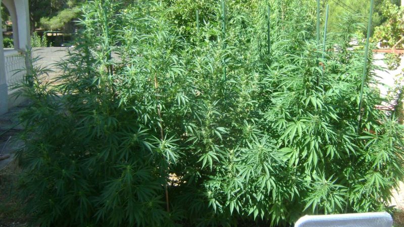 Cannabis Grow Trip 2020