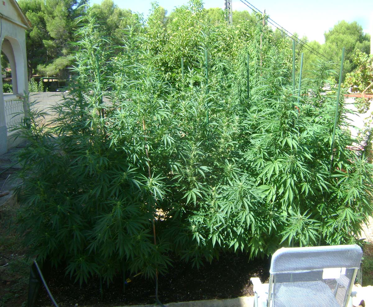 Cannabis Grow Trip 2020